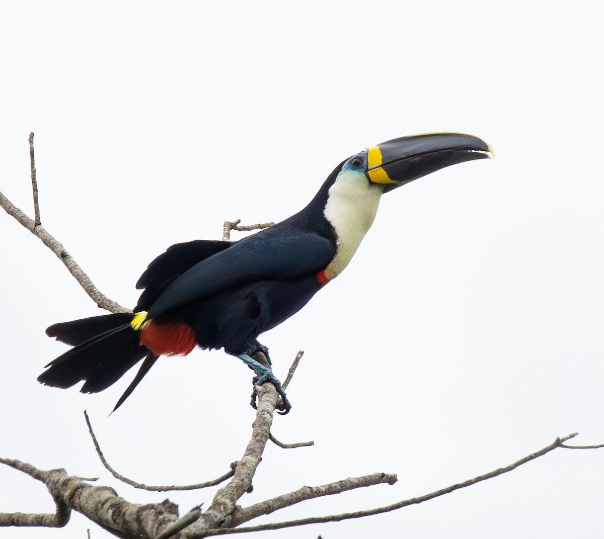 Channel-billed Toucan (Yellow-ridged) - ML634814938