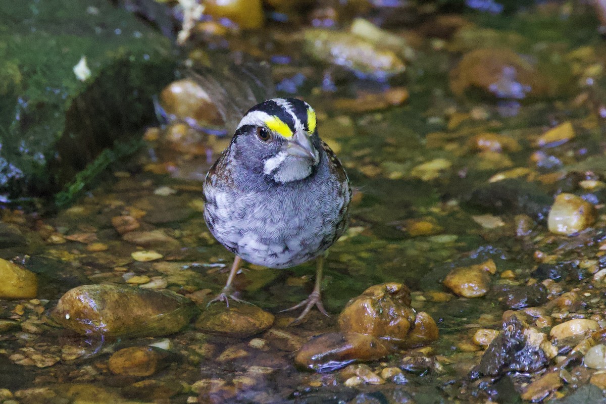 White-throated Sparrow - ML634814939