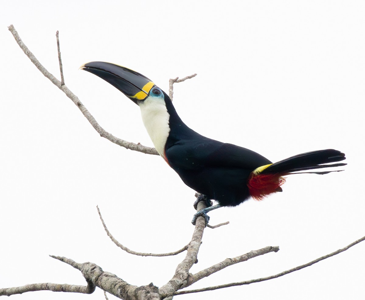 Channel-billed Toucan (Yellow-ridged) - ML634814940