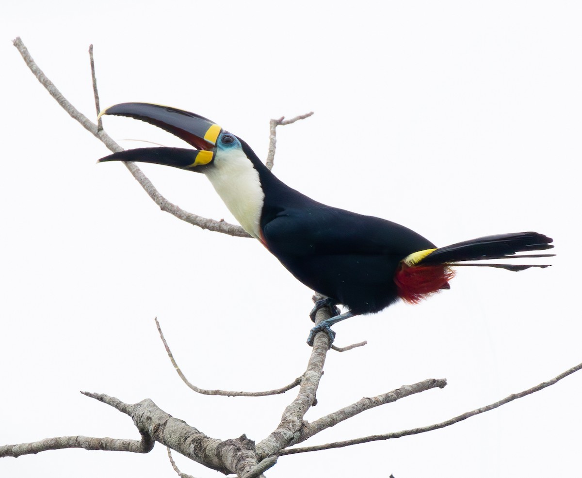 Channel-billed Toucan (Yellow-ridged) - ML634814941