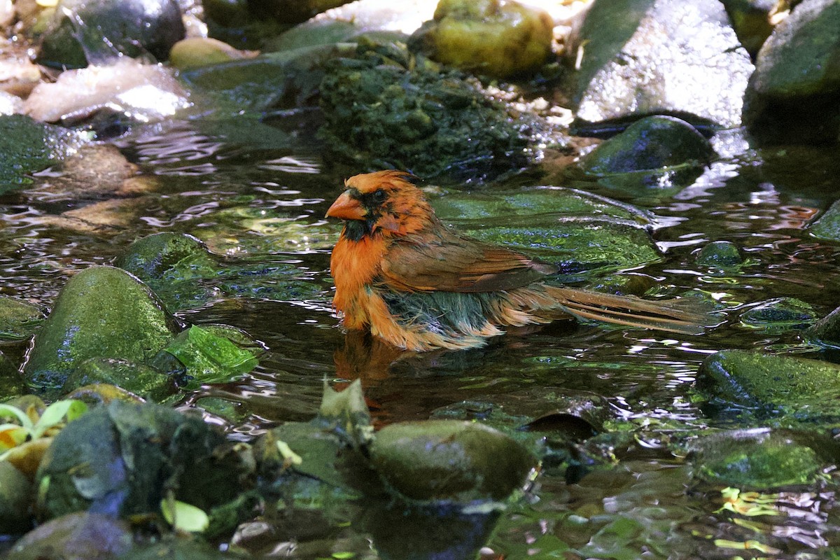 Northern Cardinal - ML634814946