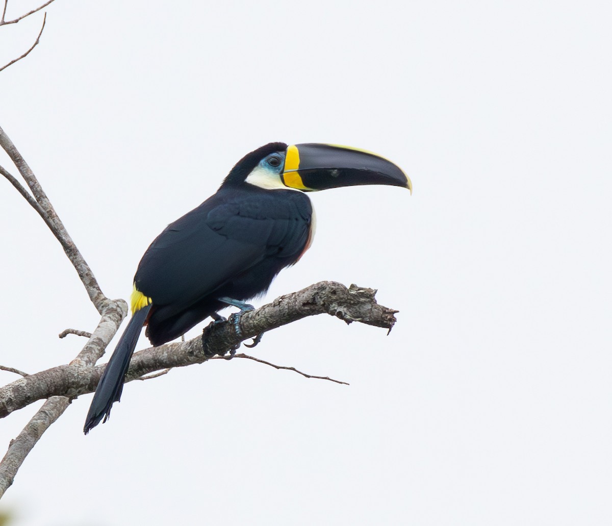 Channel-billed Toucan (Yellow-ridged) - ML634814947