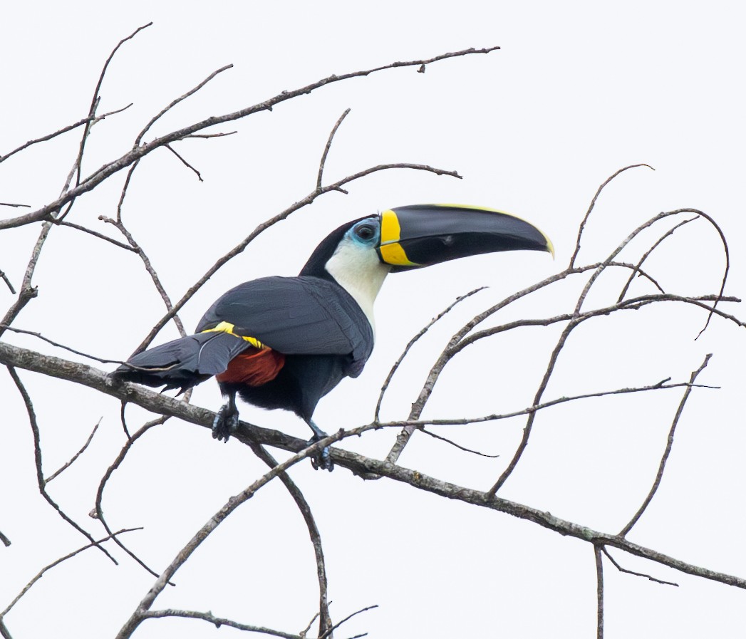 Channel-billed Toucan (Yellow-ridged) - ML634814948