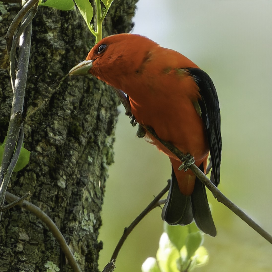 Piranga écarlate - ML634814954