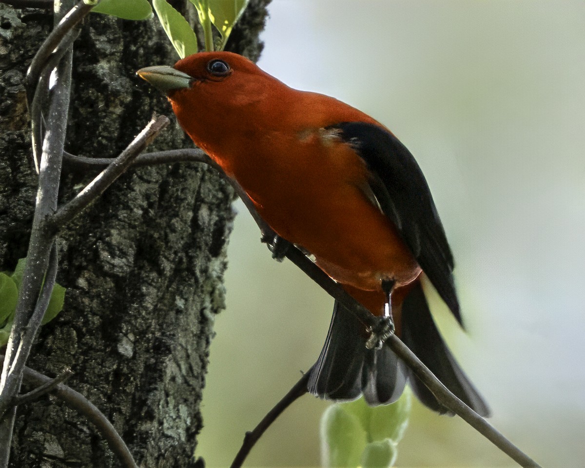 Piranga écarlate - ML634814956