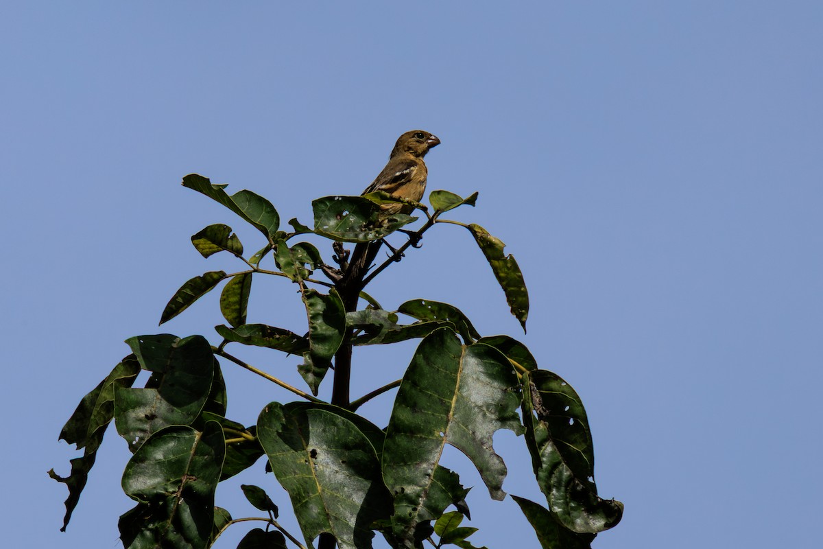 Morelet's Seedeater - ML634814966