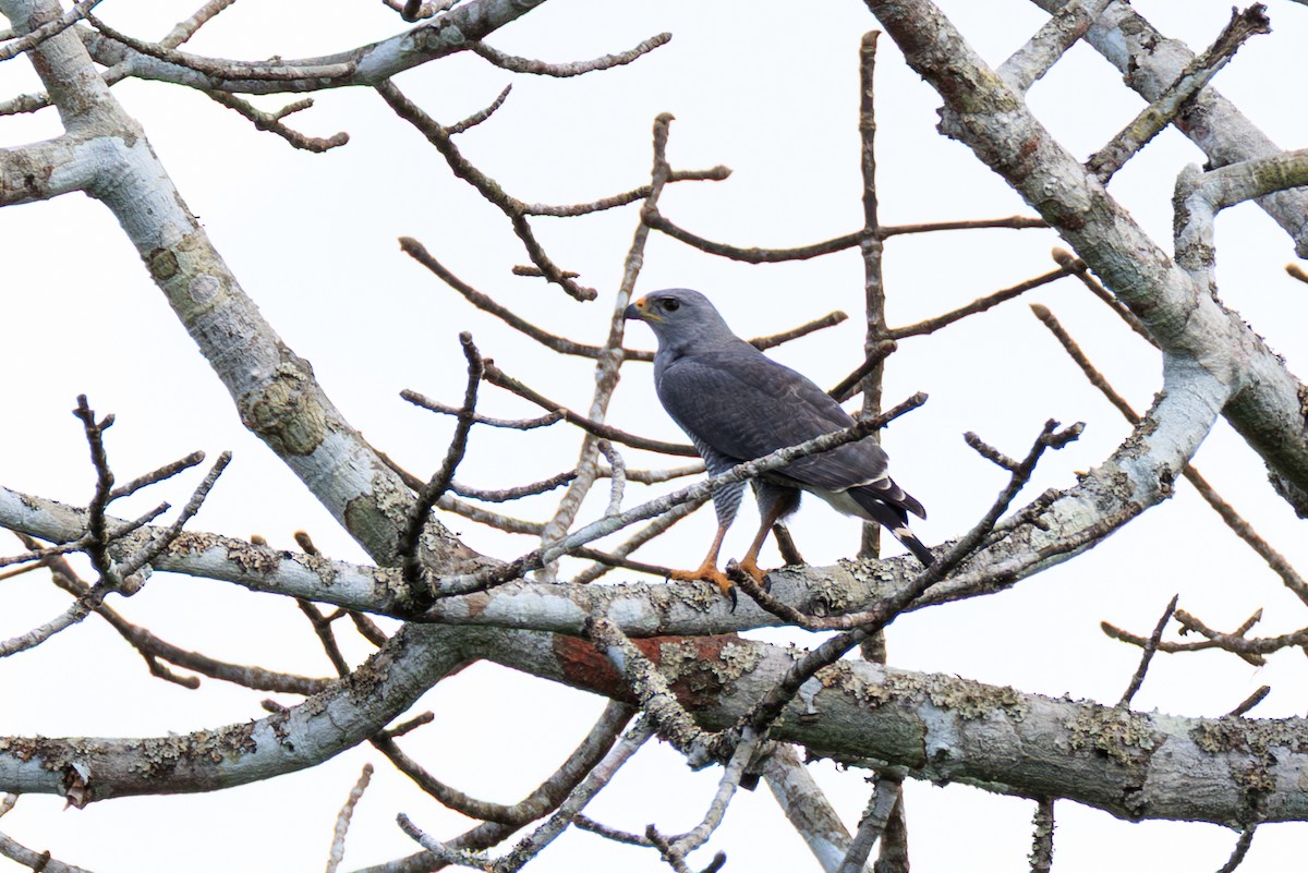Gray Hawk - ML634814968