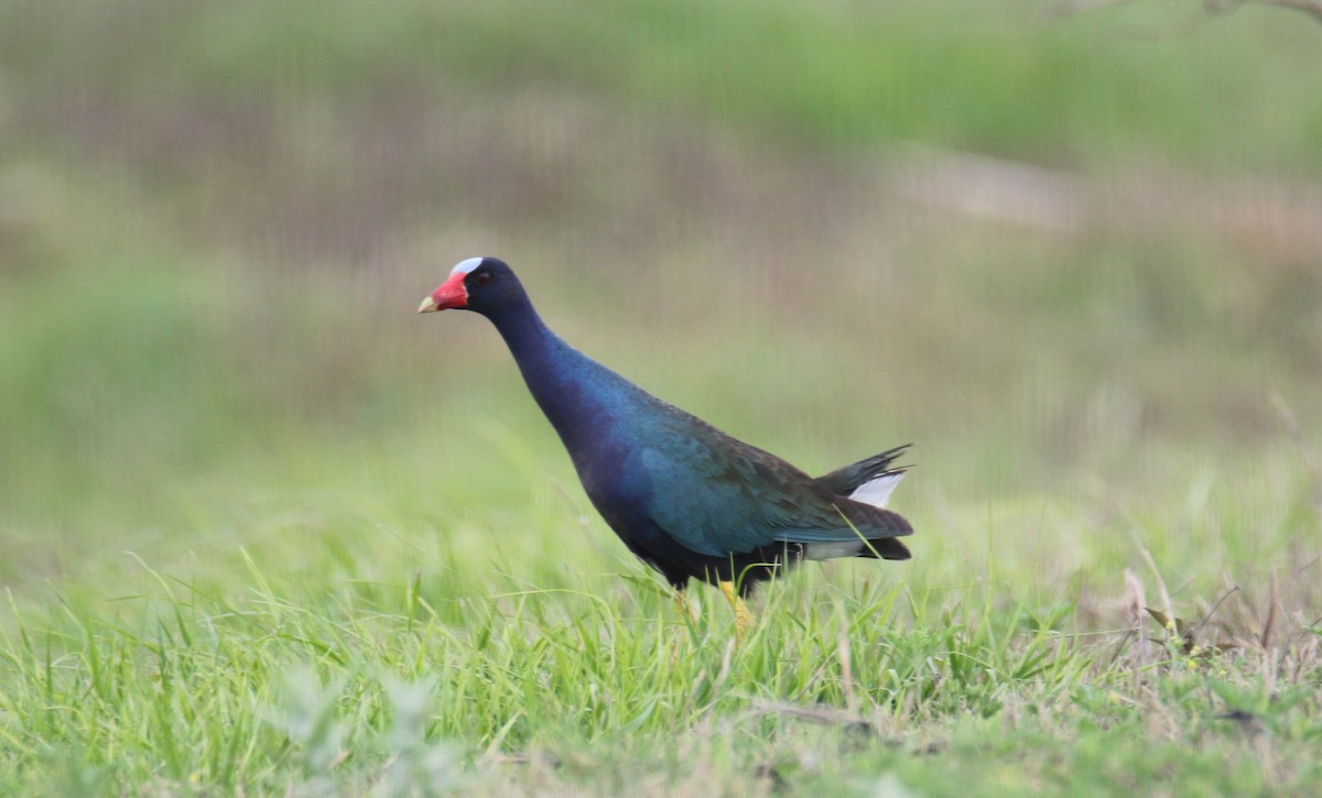 Purple Gallinule - ML634814971