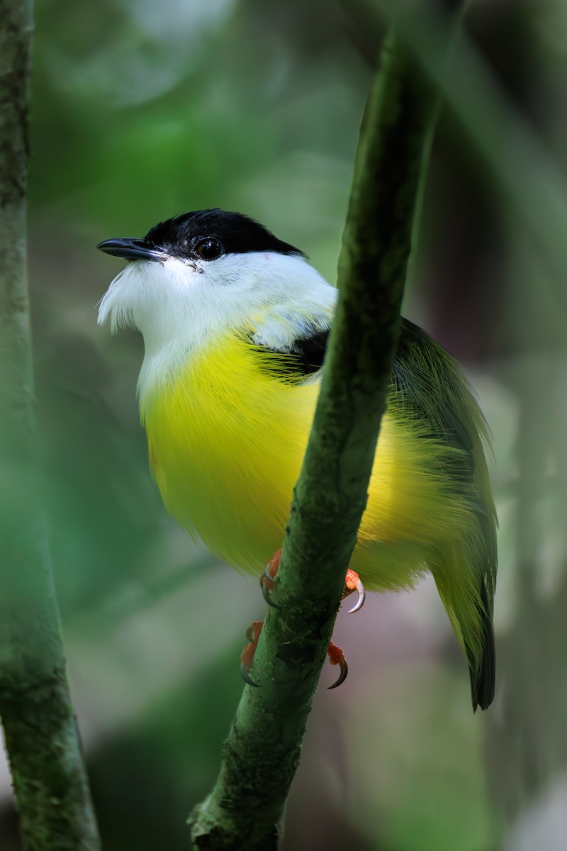 White-collared Manakin - ML634814983