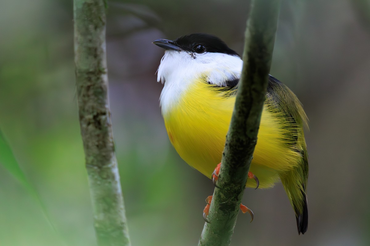 White-collared Manakin - ML634814984