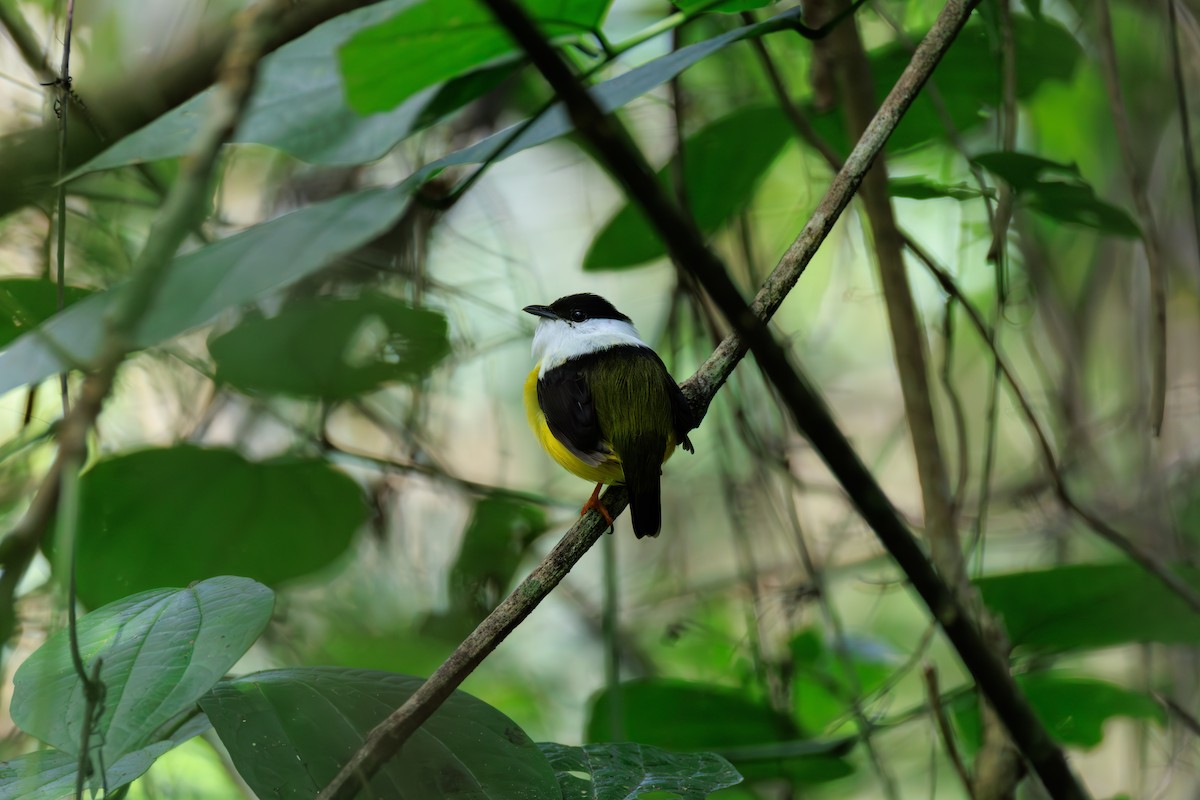 White-collared Manakin - ML634814985