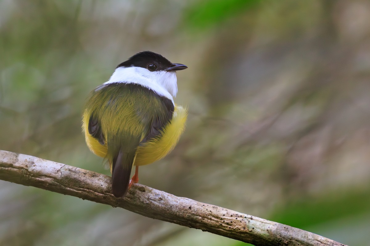 White-collared Manakin - ML634814986