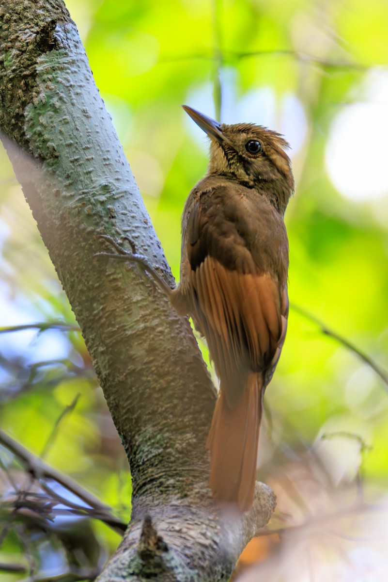 Tawny-winged Woodcreeper - ML634814994