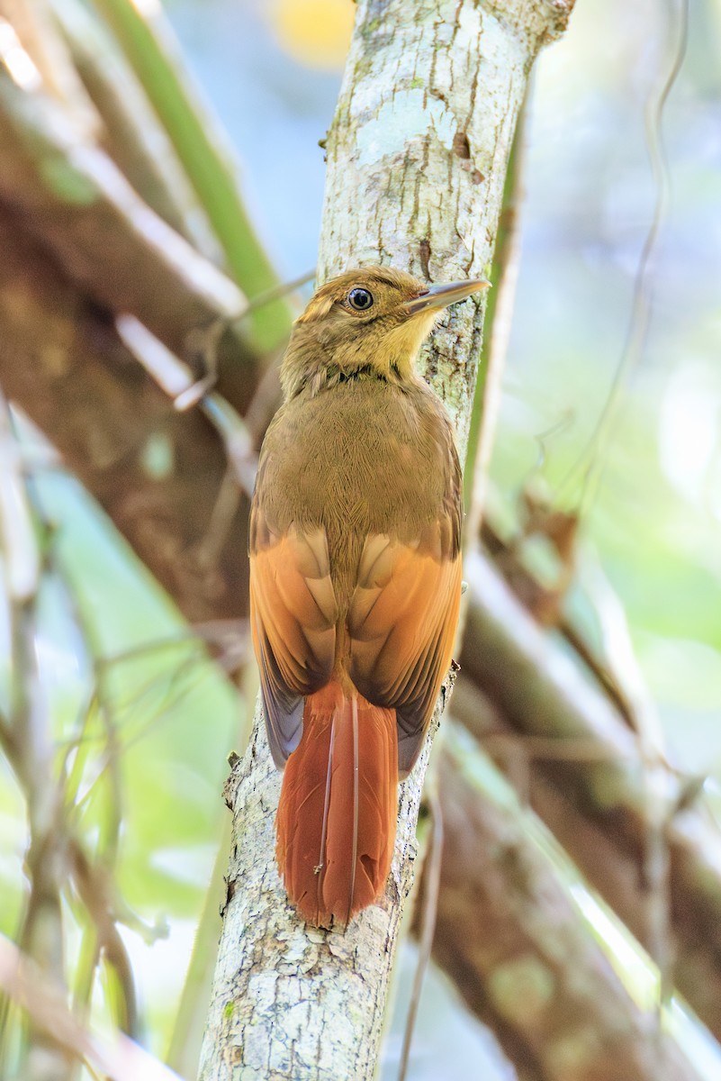 Tawny-winged Woodcreeper - ML634814995