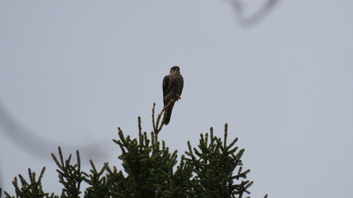 Merlin - ML634815026