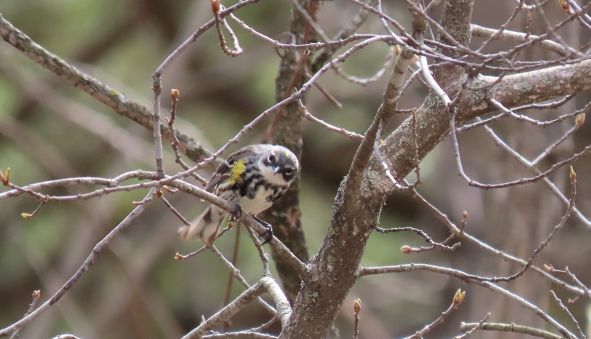 Yellow-rumped Warbler - ML634815034