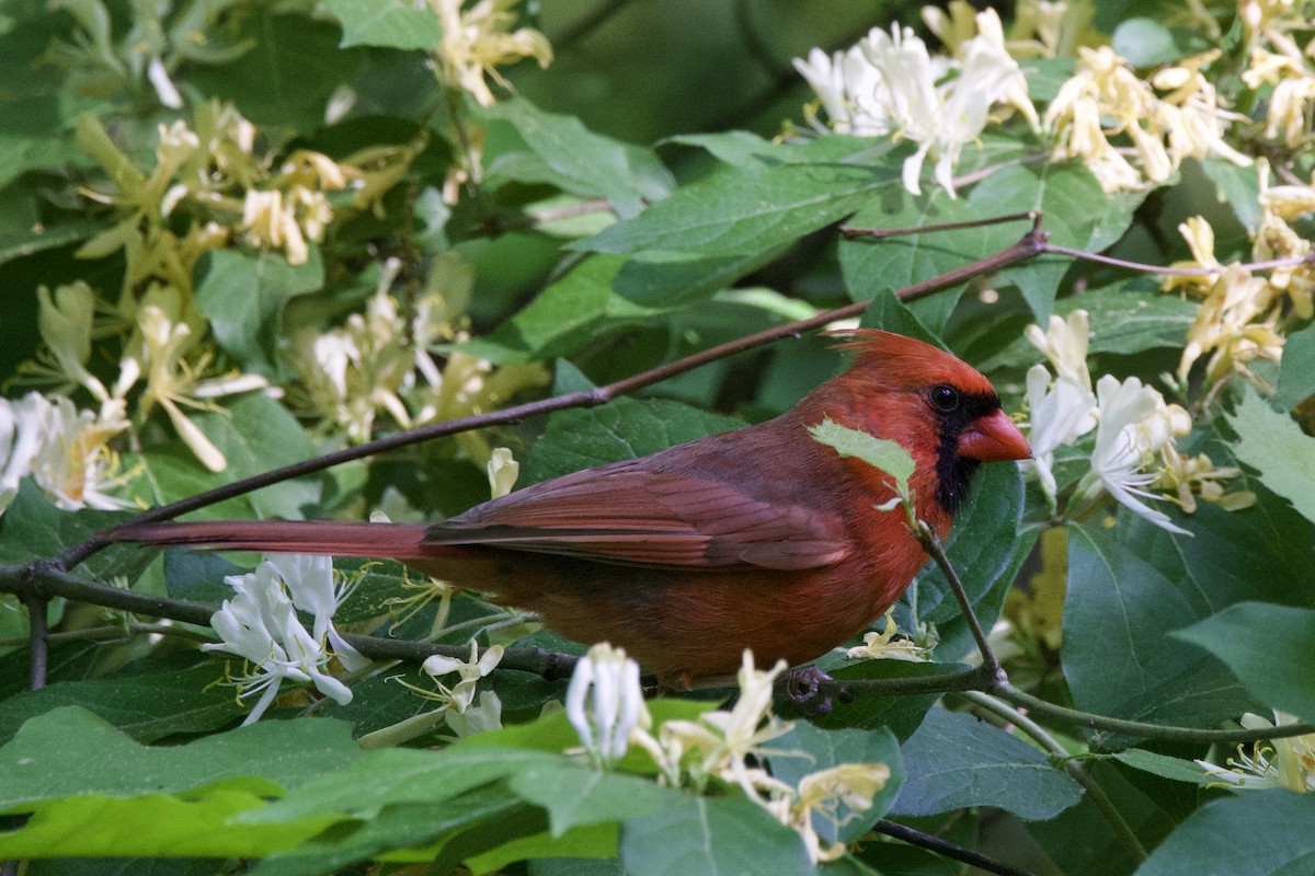 Northern Cardinal - ML634815081