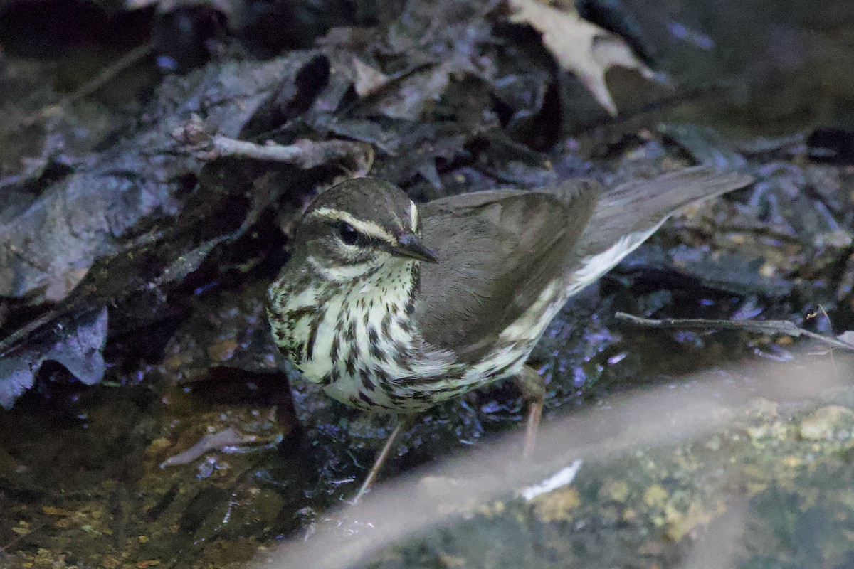 Northern Waterthrush - ML634815126