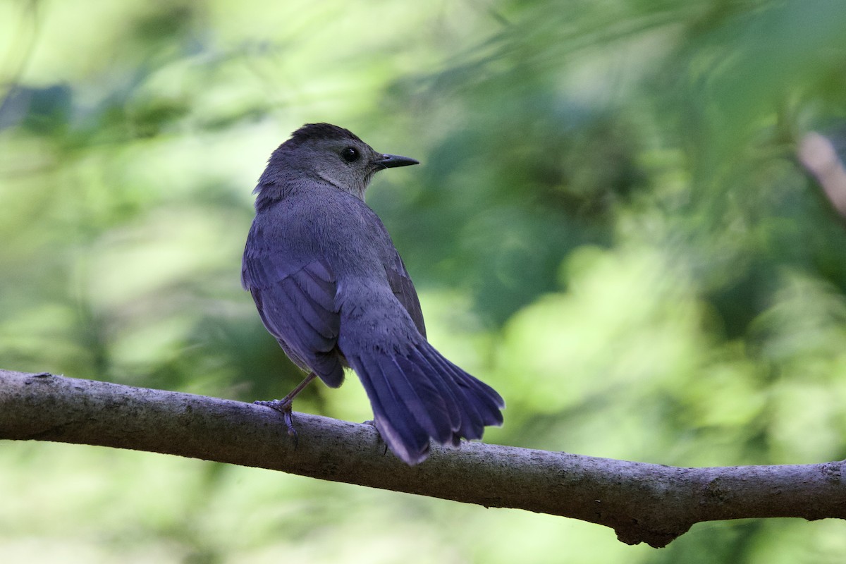Gray Catbird - ML634815142