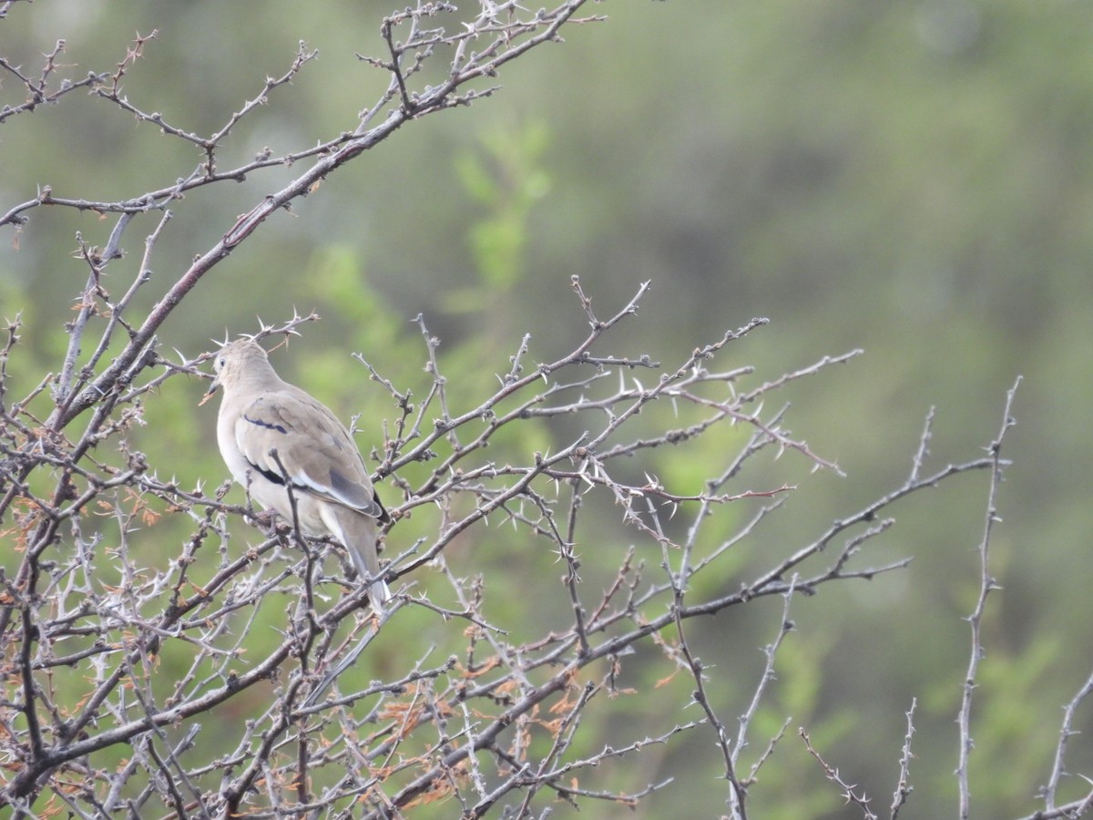 Picui Ground Dove - ML634815143