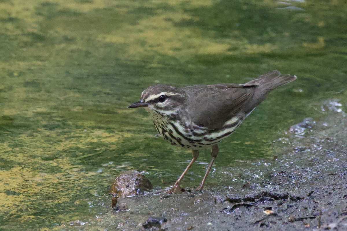Northern Waterthrush - ML634815210
