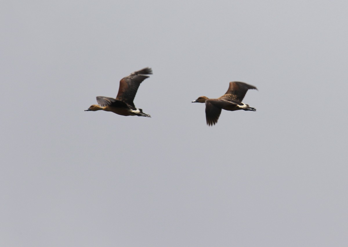 Fulvous Whistling-Duck - ML634815417