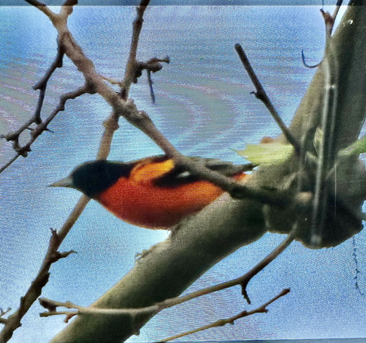 Baltimore Oriole - ML634815432