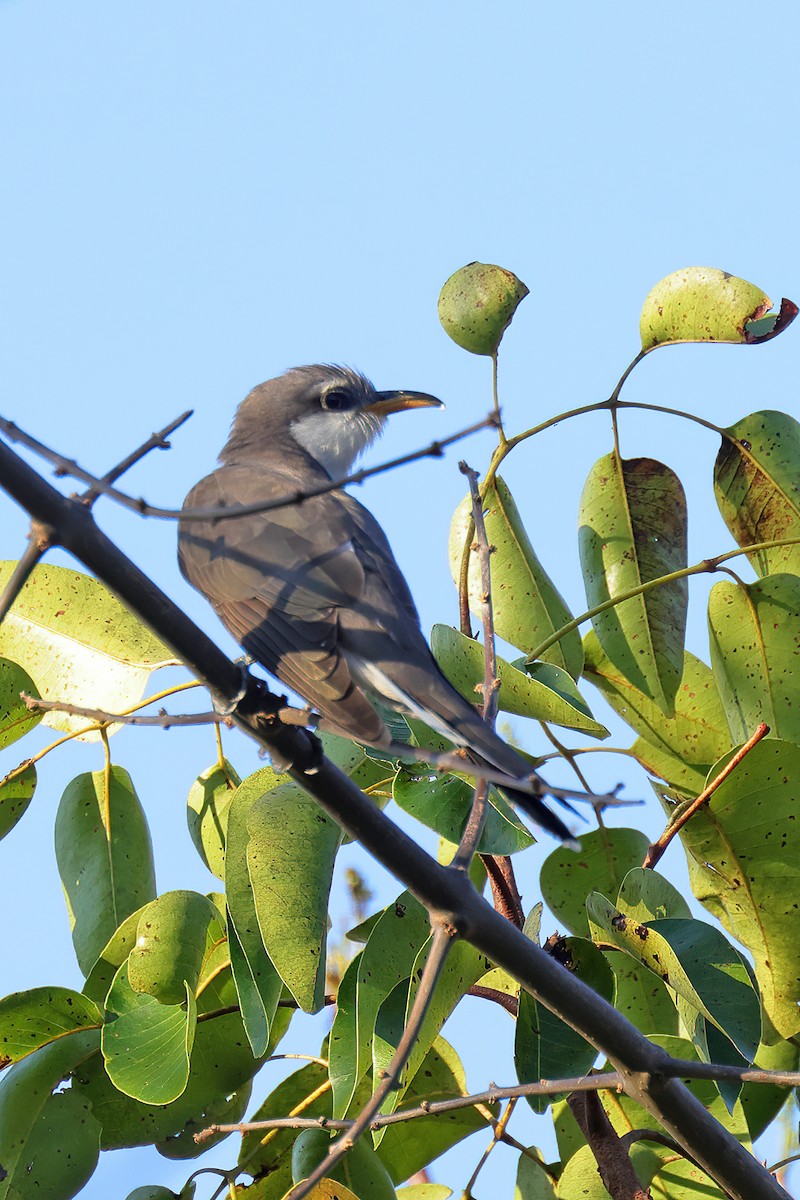 Yellow-billed Cuckoo - ML634815469