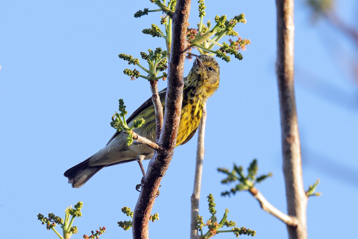 Cape May Warbler - ML634815477