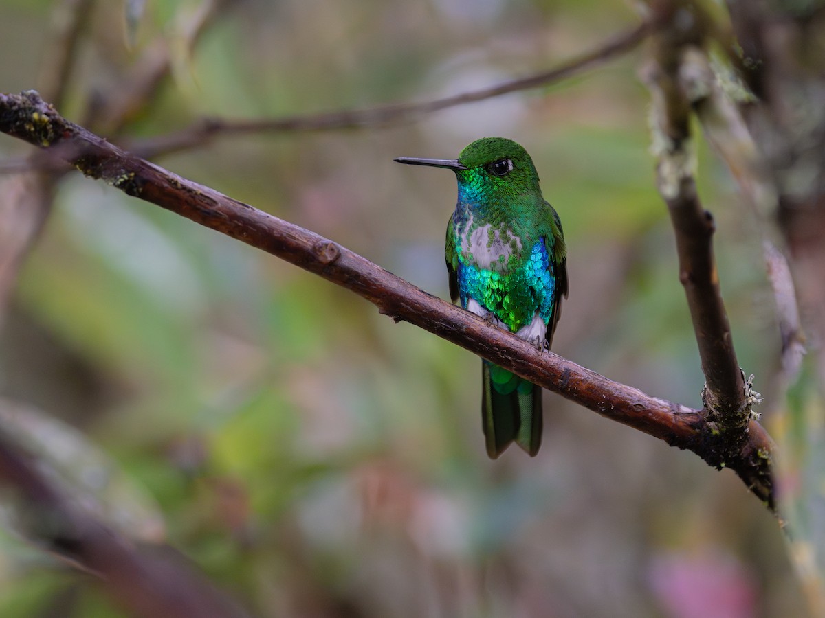 papučka smaragdovobřichá - ML634815479