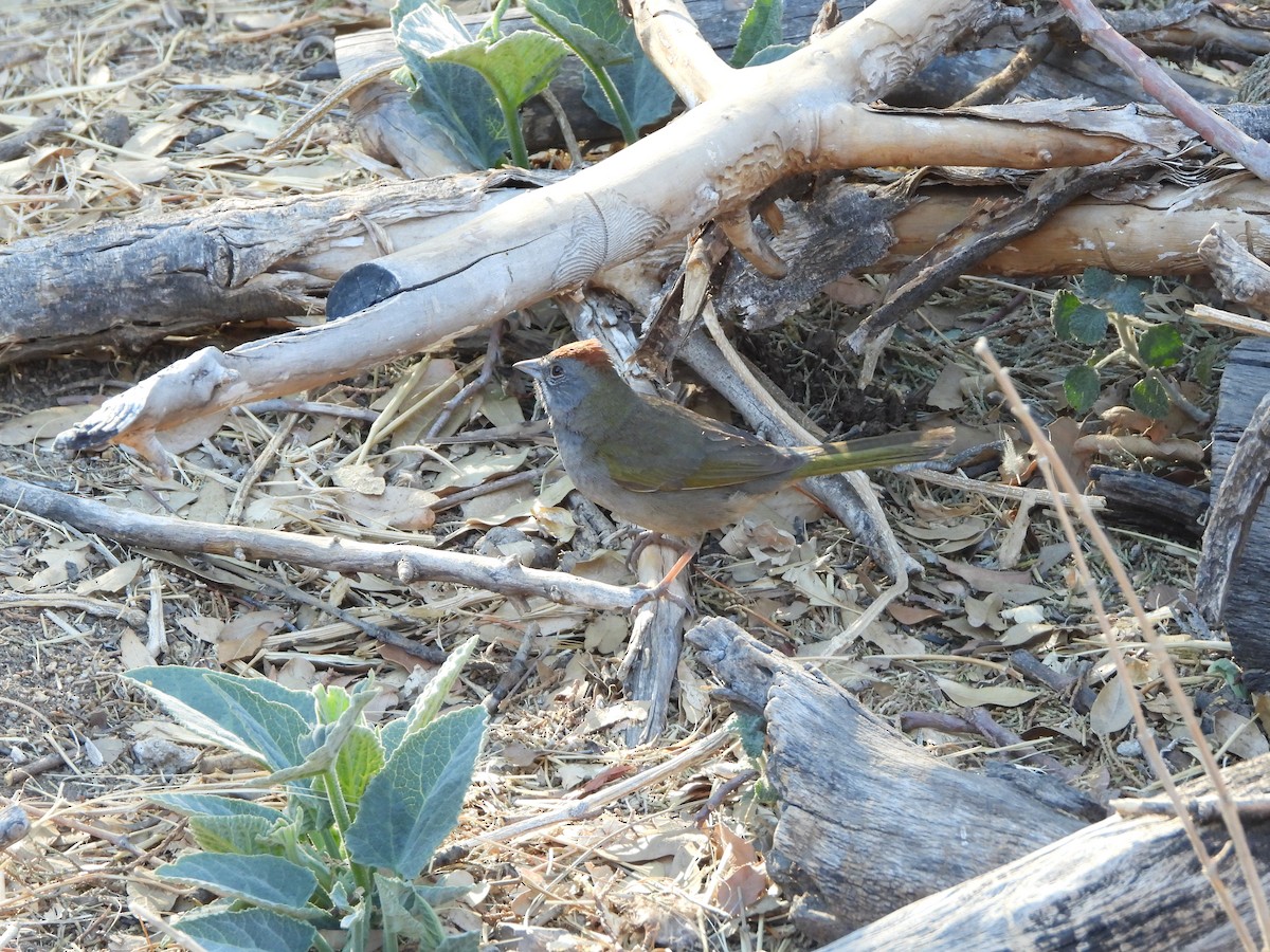 Green-tailed Towhee - ML634815482