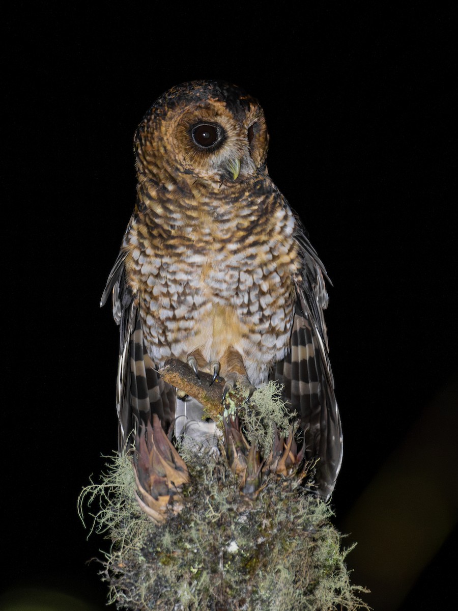 puštík bělonohý - ML634815616