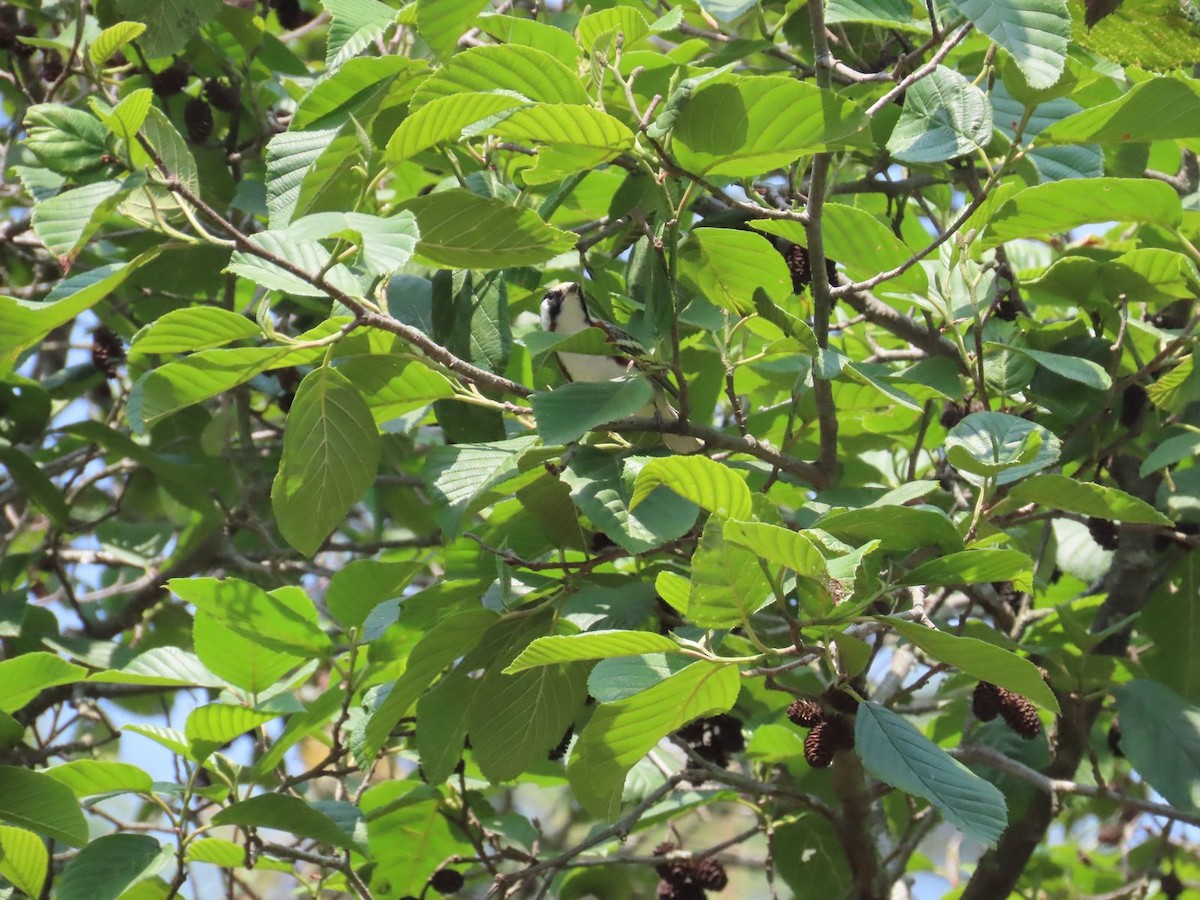 Chestnut-sided Warbler - ML634815727