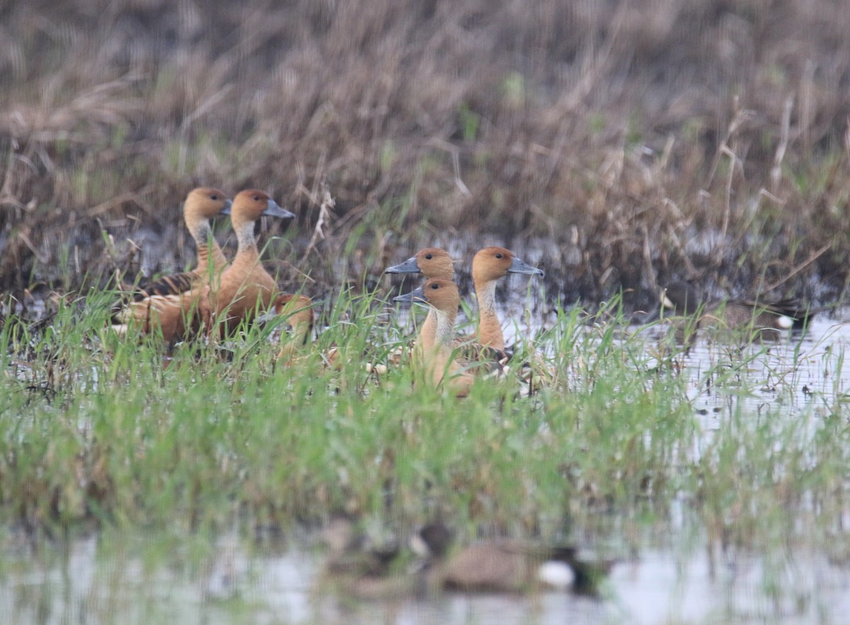 Fulvous Whistling-Duck - ML634815741