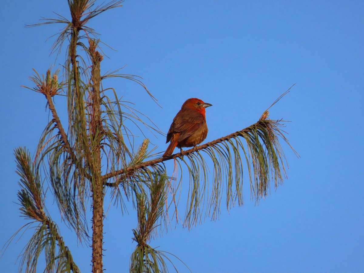 Hepatic Tanager - ML634815759