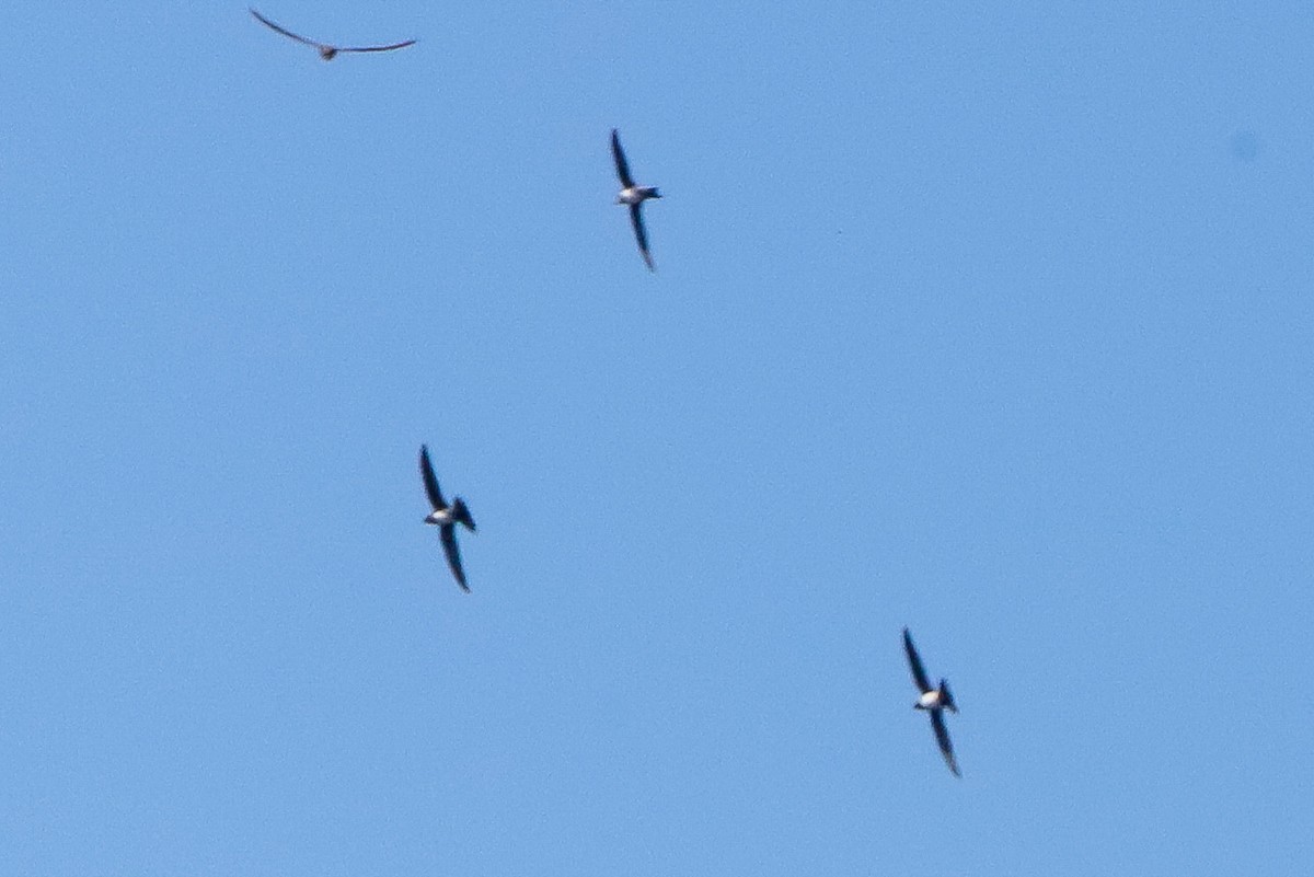 Alpine Swift - ML634815771