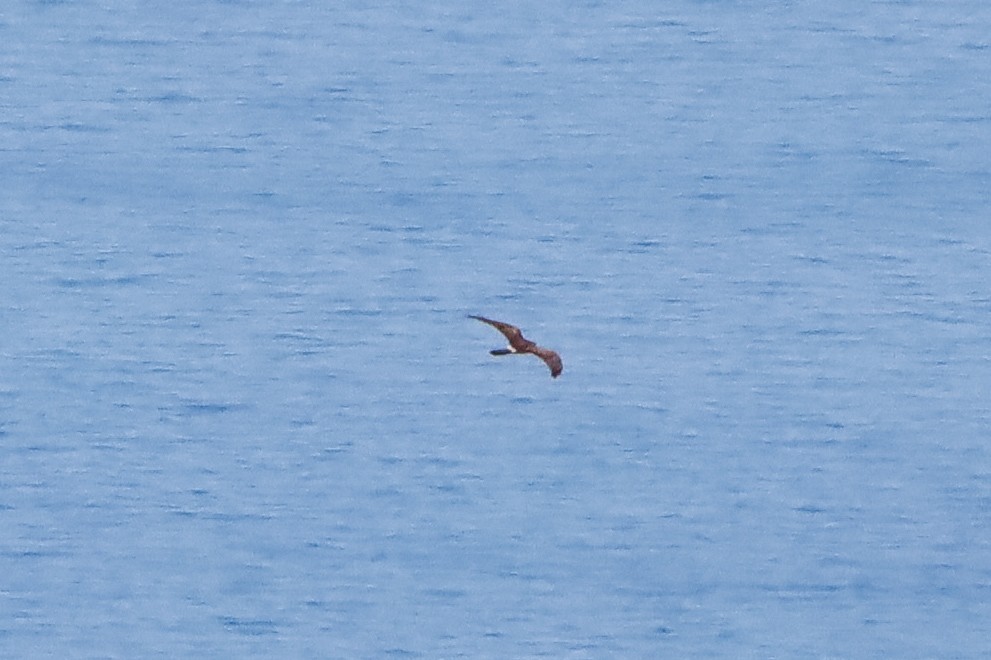 Montagu's Harrier - ML634815803