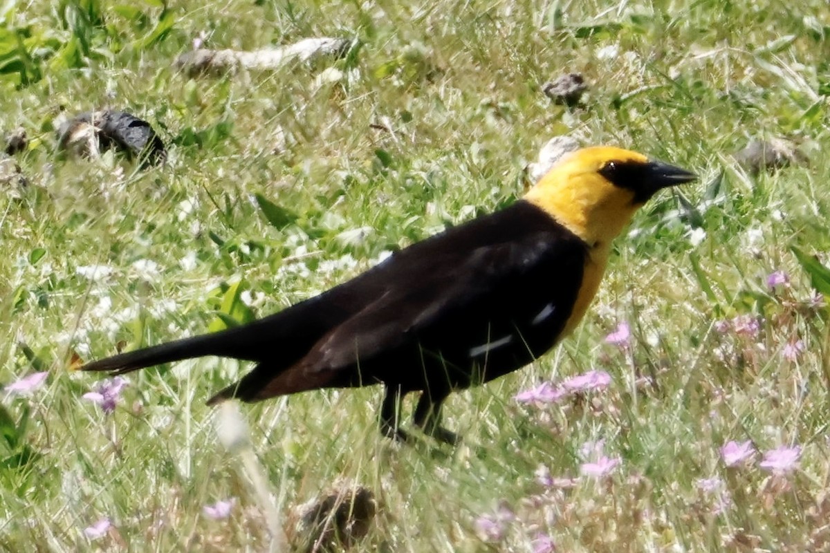 Sarı Başlı Karatavuk - ML634815813