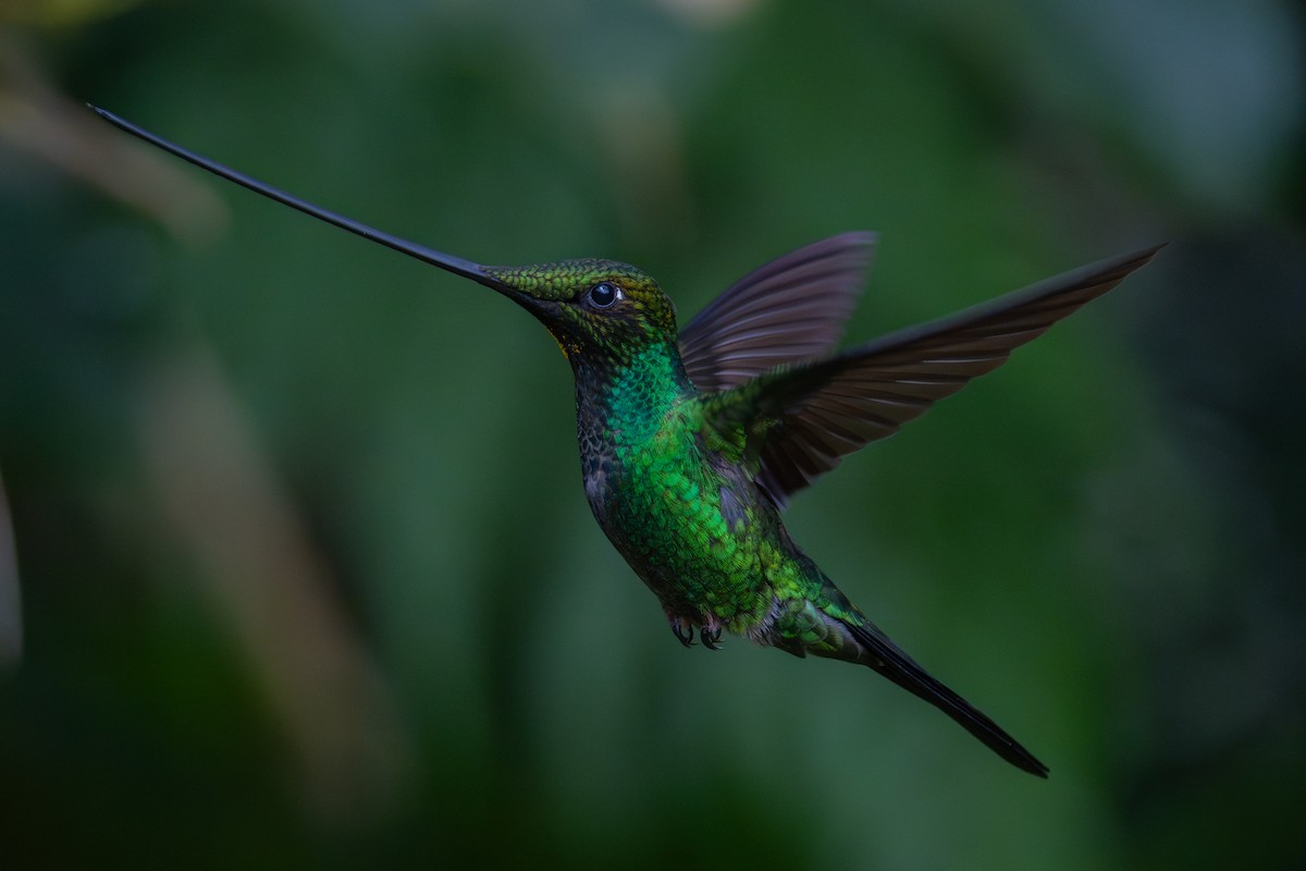 kolibřík mečozobec - ML634815821