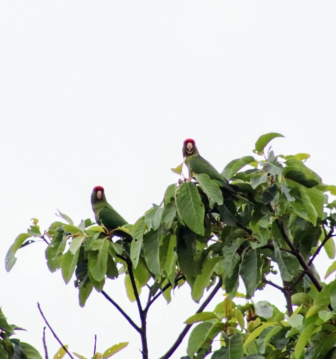 Scarlet-fronted Parakeet - ML634815830
