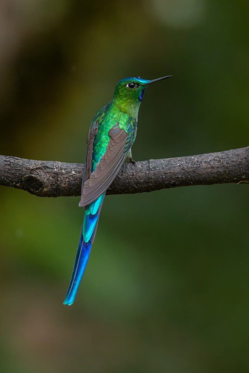 sylfa dlouhoocasá - ML634815833