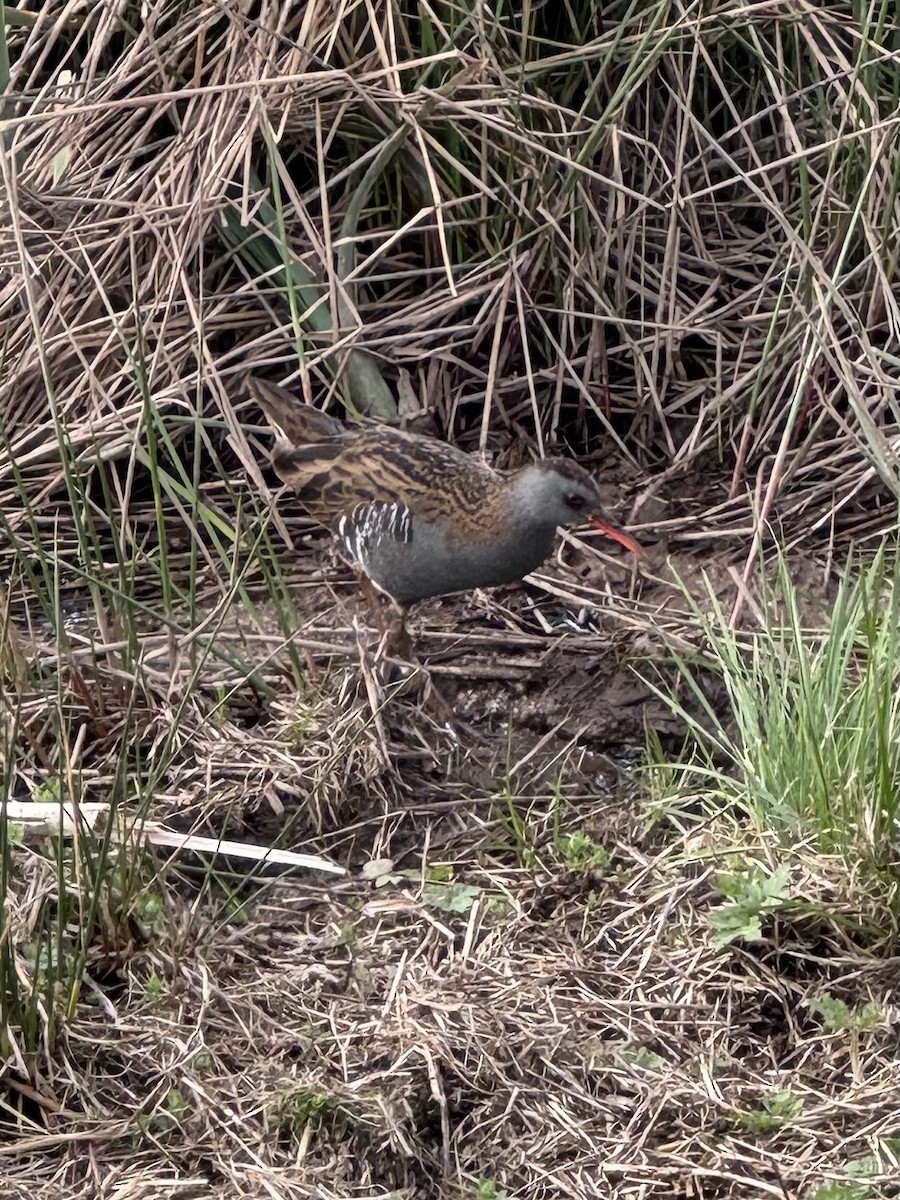 Water Rail - ML634815840