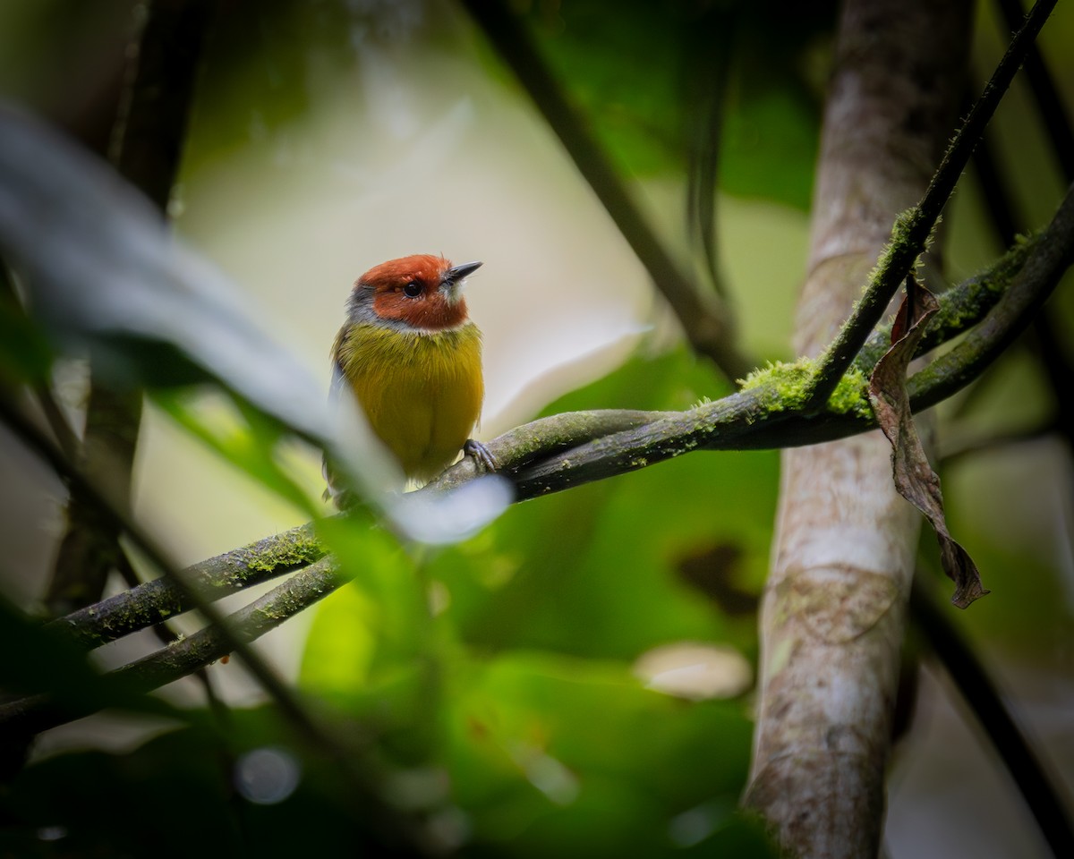 Johnson's Tody-Flycatcher - ML634815870