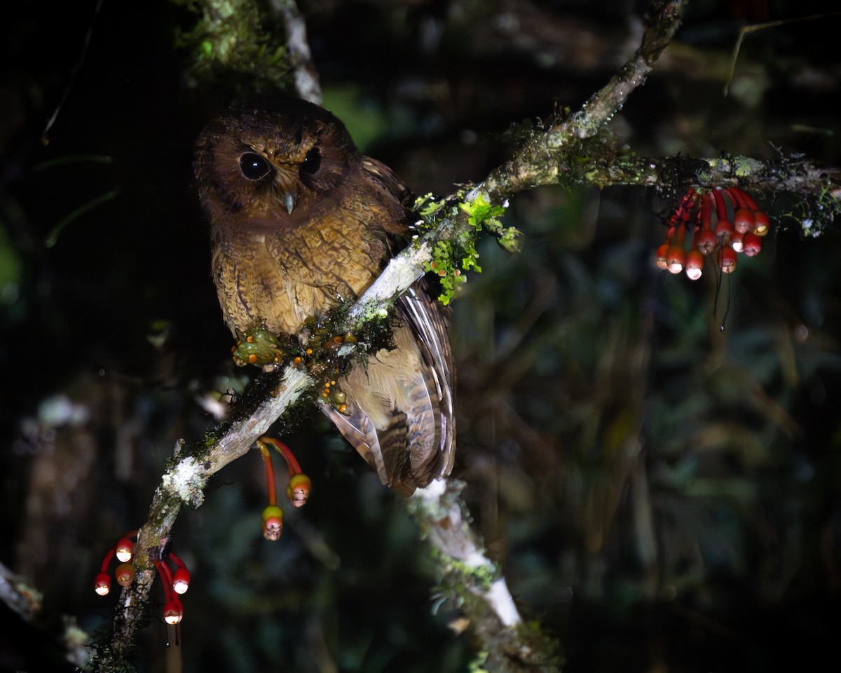 Cinnamon Screech-Owl - ML634816010