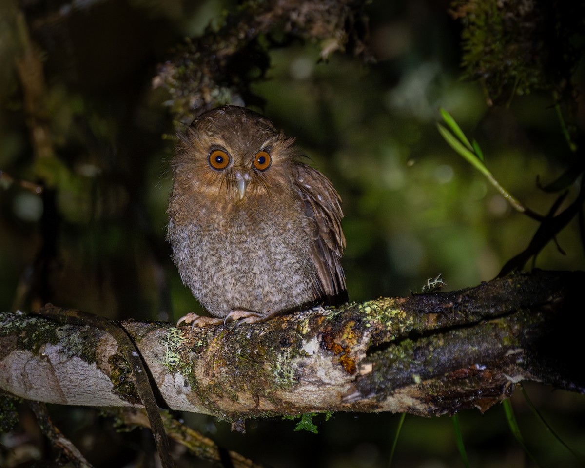 Long-whiskered Owlet - ML634816018