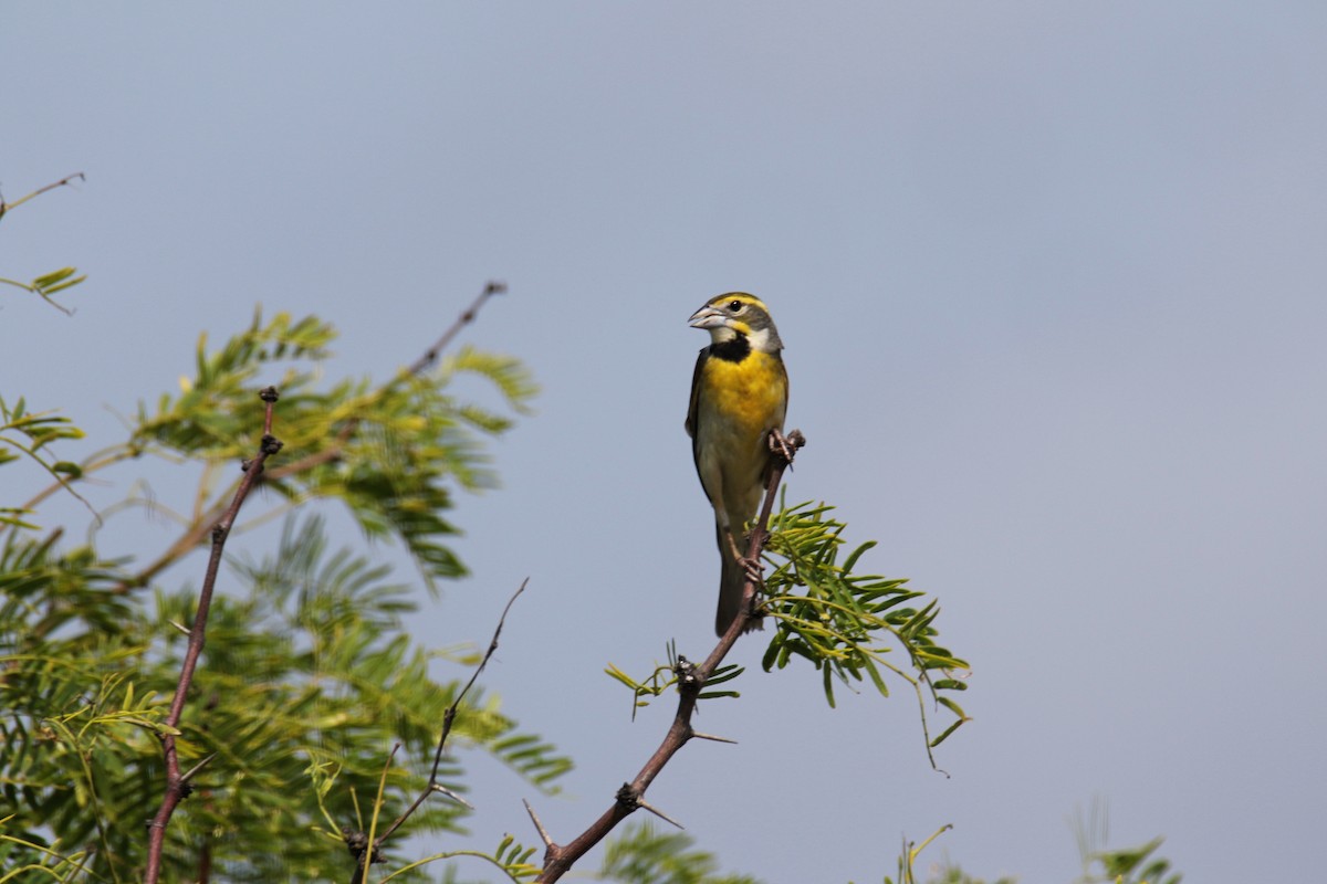 Dickcissel - ML634816049