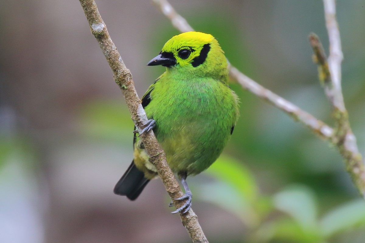 Emerald Tanager - ML634816063