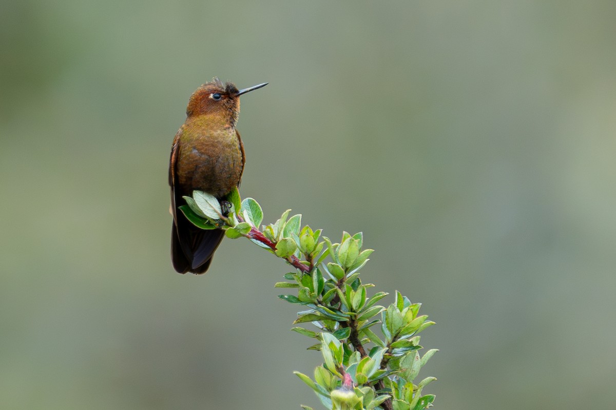 kolibřík myrtový - ML634816131