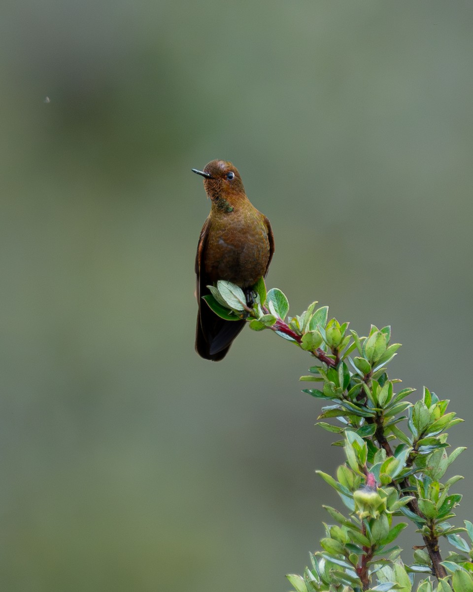 kolibřík myrtový - ML634816132