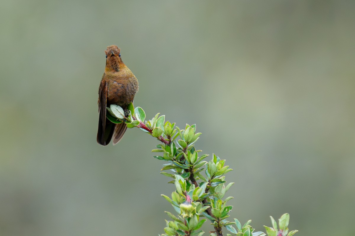 kolibřík myrtový - ML634816133